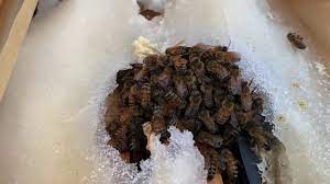 In the heat of the summer, they might need a little help if you live in a hot climate. What Do Bees Do During The Winter Beekeeping Youtube
