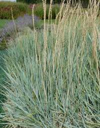 Ziergraser im topf fur terrasse und balkon mein schoner garten. Leymus Arenarius Blaustrandhafer Dunengras Graser Pflanzen Gras Bluhende Pflanzen