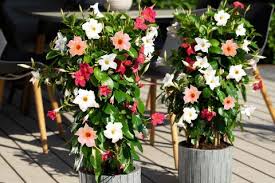 Dipladenia is an intriguingly bushy plant with an unusual, downward growth habit. Dipladenia Pflegen Schneiden Vermehren Schoner Wohnen
