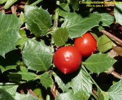 Image result for Crossopetalum