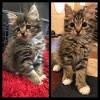 Domestic Medium Hair Tabby Cat
