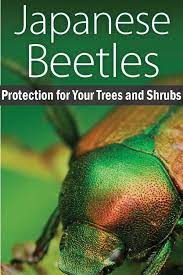 How To Protect Your Trees And Shrubs From Japanese Beetle Damage Garden Pests Japanese Beetles Trees And Shrubs