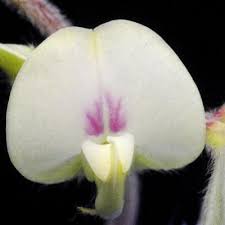 Image result for Macrotyloma ellipticum