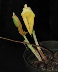 Image result for Remusatia