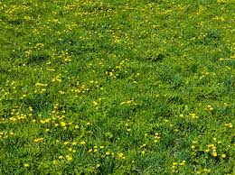 Grass weeds with yellow flowers. Winter Weeds In Your Lawn Blog Weed Man Lawn Care