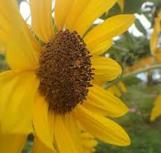 Bunga matahari dalam bahasa latin (helianthus annuus l) merupakan salah satu jenis bunga yang tumbuh mekar dalam satu tahun sekali (musiman). 29 Bunga Matahari Dalam Bahasa Inggris Galeri Bunga Hd