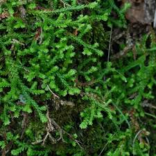 Image result for Selaginella mittenii