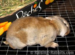 Weaning Worries For Baby Rabbits Setting The Record Straight