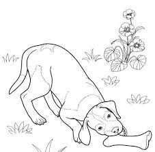 German Shorthaired Pointer Coloring Page Free Printable Coloring Pages Dog Coloring Page Coloring Pages Dog Sketch