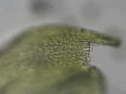 Image result for Monothecium