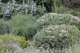 Image result for shrubby veronica hebe