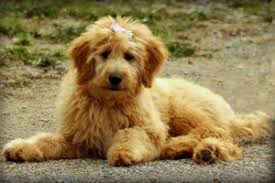 Goldendoodle puppies mn for sale. Goldendoodle Puppies In Minnesota Mn Top 5 Breeders We Love Doodles