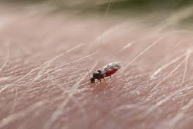 The importance of parasitic arthropods to pig production depends of the geographical location and the production system used. How To Protect Yourself From Biting Midges Allpro Pest Control
