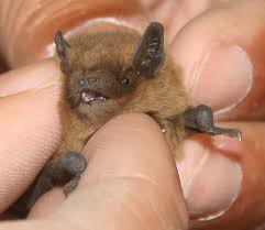 When you have a pet they are your companion so cool i think everyone who can should have one. How Much Does A Pet Bat Cost Howmuchisit Org