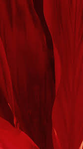 Check spelling or type a new query. Red Wallpapers Free Hd Download 500 Hq Unsplash