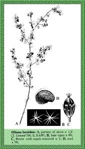 Image result for Glinus lotoides