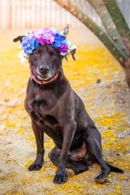 Learn more about palm springs animal shelter in palm springs, ca, and search the available pets they have up for adoption on petfinder. Palm Springs Animal Shelter Senior Pet Adoption Grants Grant Report Petfinder Foundation