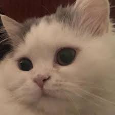 Burnil Burun Damlasi Kedi
