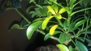 Tropical Gardening Helpline Ample Reasons For Yellow Bonsai Leaves West Hawaii Today