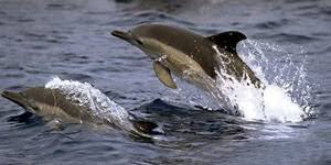 Balena albastra sau balena uriasa (balaenoptera musculus) este cel mai mare mamifer si cel mai mare inotator, nu degeaba isi are si acest nume. Cele Trei Specii De Delfini Din Marea Neagra