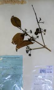 Image result for Memecylon sp. C