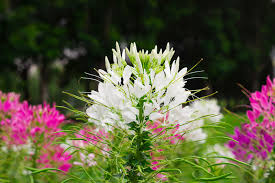 Image result for Cleome oxyphylla