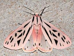 Grammia Arge Beautiful Bugs Moth Cute Moth