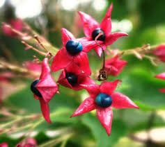 Image result for Clerodendrum abilioi