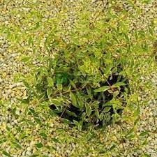 The abelia sunny anniversary was a new plant introduction in 2014 and a break through for abelia shrubs. Variegated Abelia Silver Anniversary Abelia Grandiflora Silver Anniversary Caprifoliaceae Sms Marmara Group