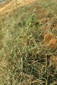 Image result for Sida urens