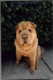 All three coats shed, with the brush and bear coats shedding the most. I Want To Eventually Get A Bear Coat Shar Pei Bear Coat Shar Pei Shar Pei Puppies Shar Pei Dog