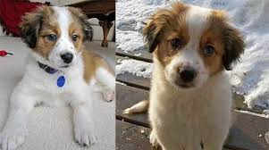 We did not find results for: Why The Border Collie St Bernard Mix Is A Great Family And Working Dog