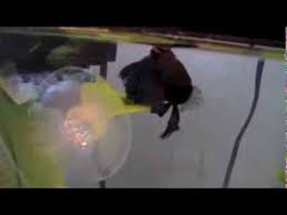 Betta Leaf Hammock Review Youtube