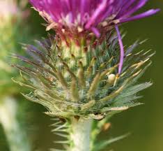 Image result for Carduus leptacanthus