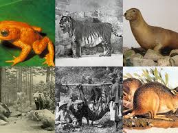 Image result for Agelanthus longipes