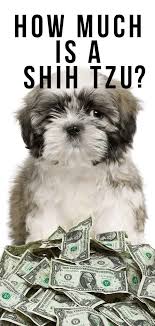 You see, i view each and every gift of a new puppy as magical. How Much Is A Shih Tzu Budgeting For Buying And Raising Your Pup