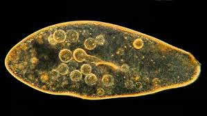 Paramecium Terliksi Hayvan Hakkinda Bilgi Genel Biyoloji