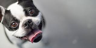 Visit university pet hospital in la mesa, ca and save 25% on your vet bill with a pet plan by pet assure. El Cerrito Veterinary Hospital La Mesa Ca Veterinarian