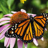 What happens when bees pollinate flowers. 1