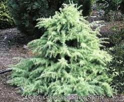 Plants suitable for the gulf coast by dr. Snow Sprite Dwarf Deodar Cedar New Life Nursery
