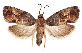 Image result for Lobesia botrana grapevine