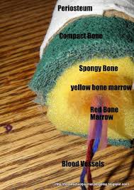 3d printed bones are no longer a thing of the future; Tayler Malinasky Taylermalinasky Profile Pinterest