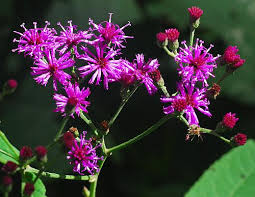 Image result for Vernonia jelfiae
