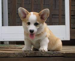 Uproxx Welsh Corgi Puppies Cute Corgi Corgi
