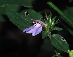 Image result for Justicia petiolaris