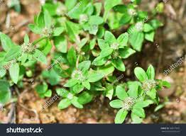Image result for Spermacoce ocymoides