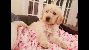 Maybe you would like to learn more about one of these? Jess 9 Week Old Mini Labradoodle Puppy 1 Week Socialisation Stay Youtube
