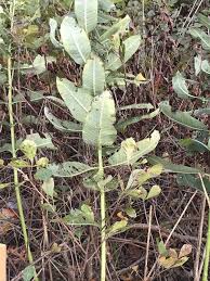 In addition i tried some seeds. An Easy Way To Save The Monarch Butterfly Is To Plant More Milkweed Peekskill Herald