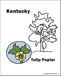 100  florida state bird flower and tree . Kentucky State Tree Tulip Tree Tulip Poplar Abcteach