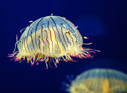 Flower Hat Jellyfish Google Search Ocean Creatures Jellyfish Jellyfish Species